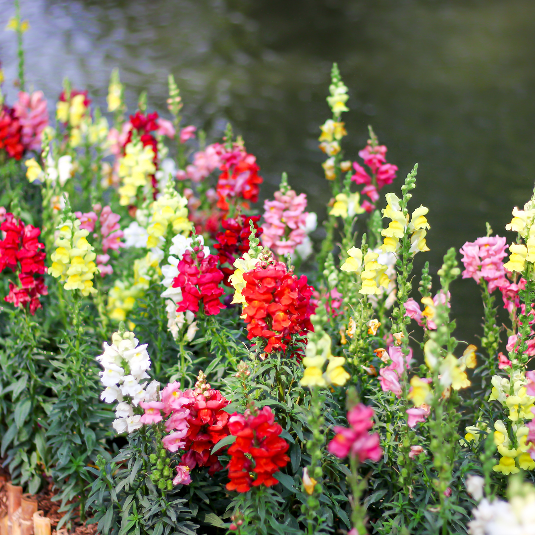 Ekologisk Lejongap - Mix