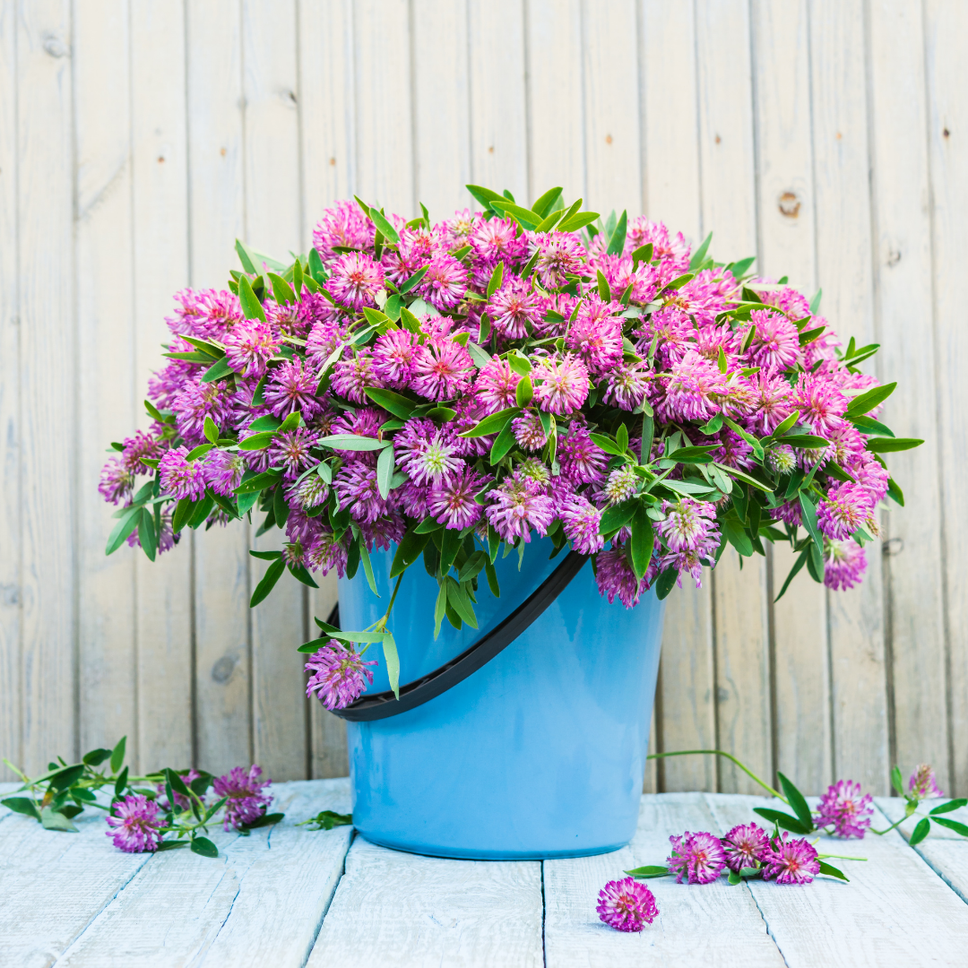 Ekologiska Rödklöver - Rozeta