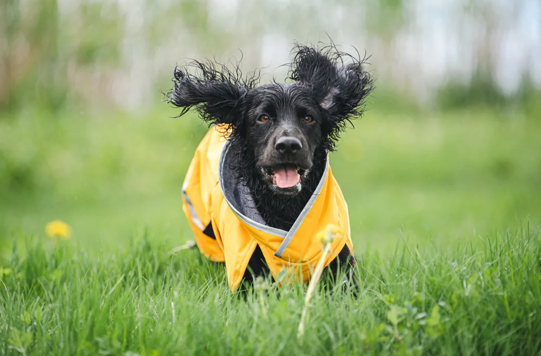 Pomppa Kevyt Raincoat - Curry