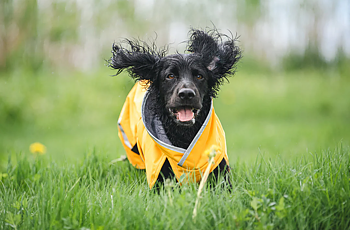 Pomppa Kevyt Raincoat - Curry