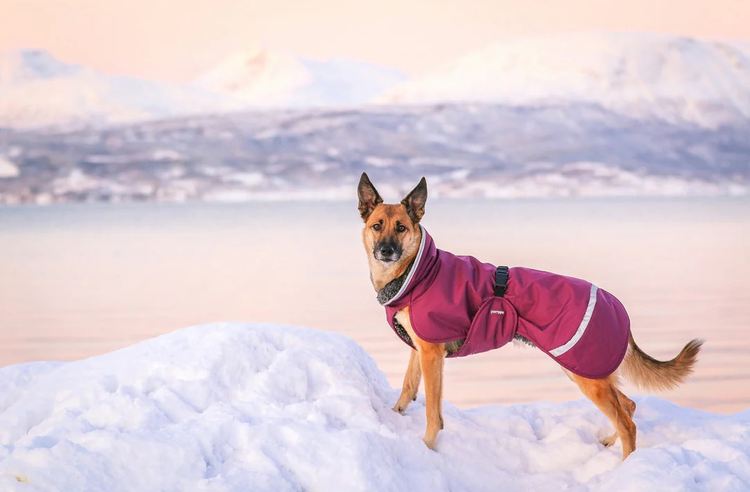 Pomppa Perus Wintercoat - Plum - 5