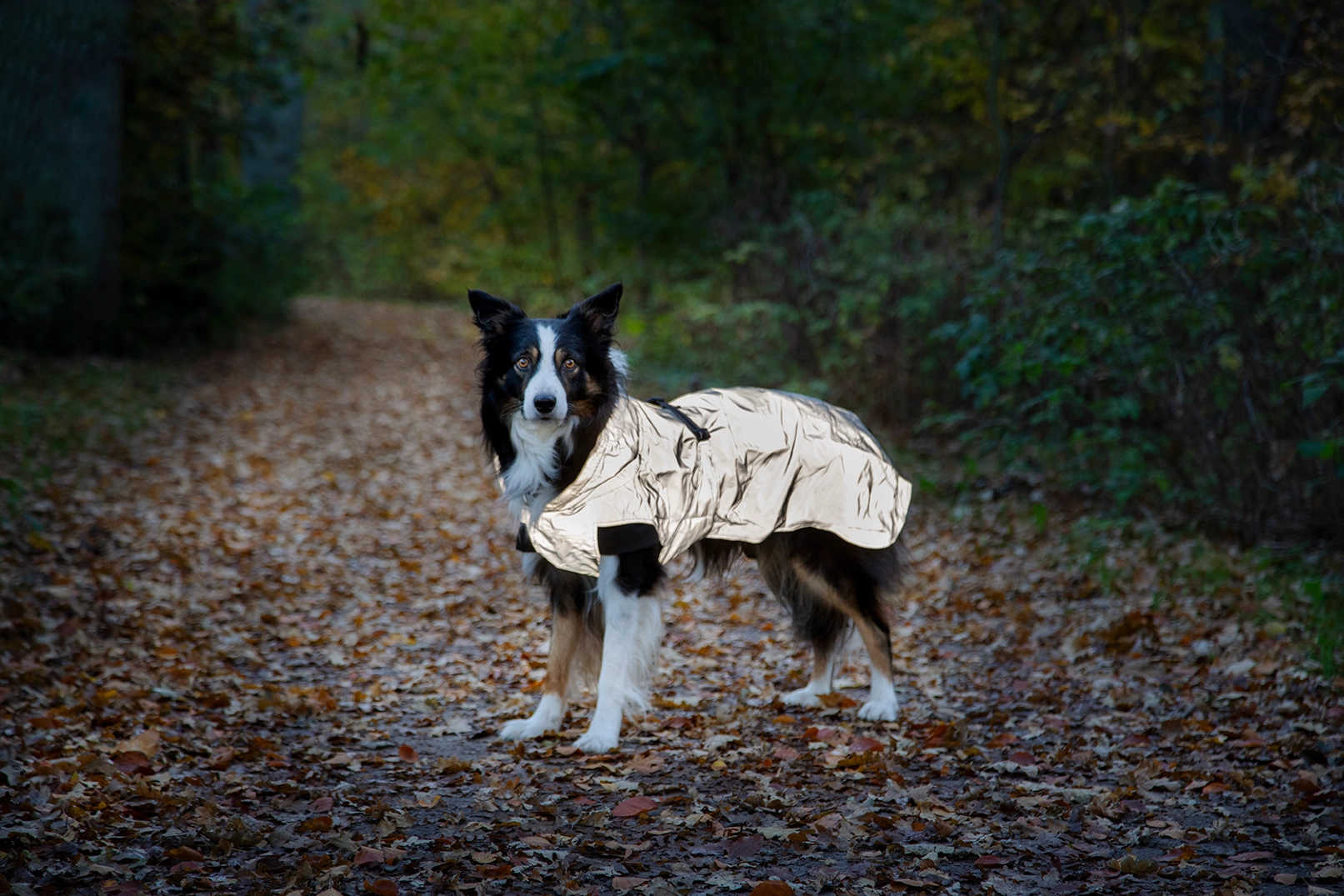 Dogman Reflextäcke Roffe light - 3