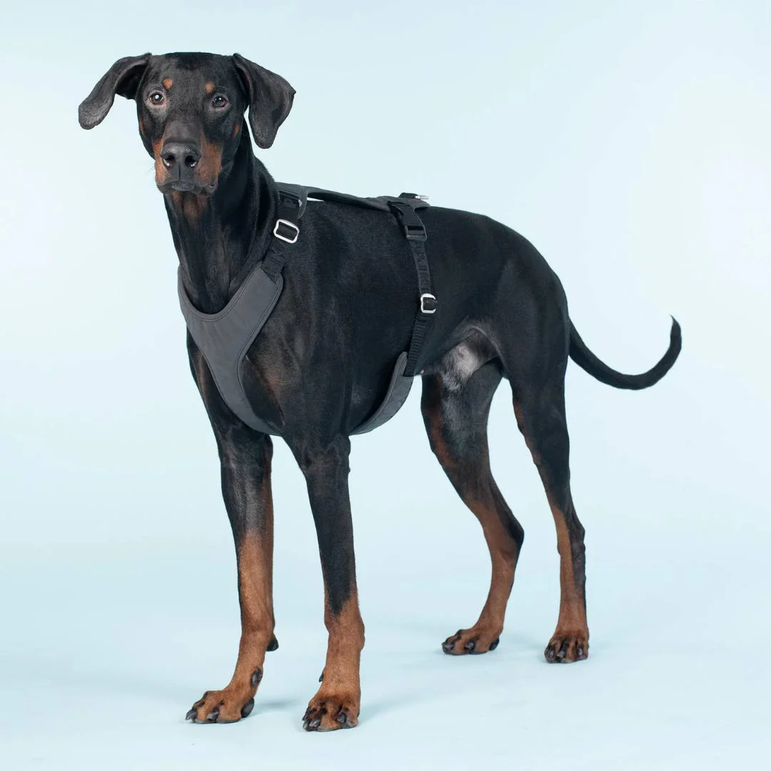 PAIKKA Visibility Harness Sele - Dark - 3