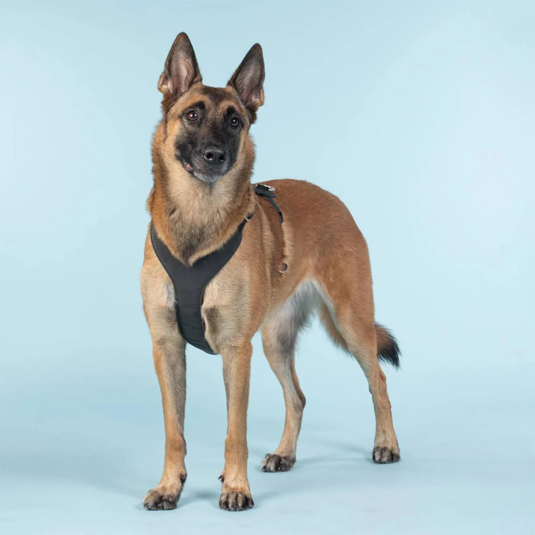 PAIKKA Visibility Harness Sele - Dark - 4