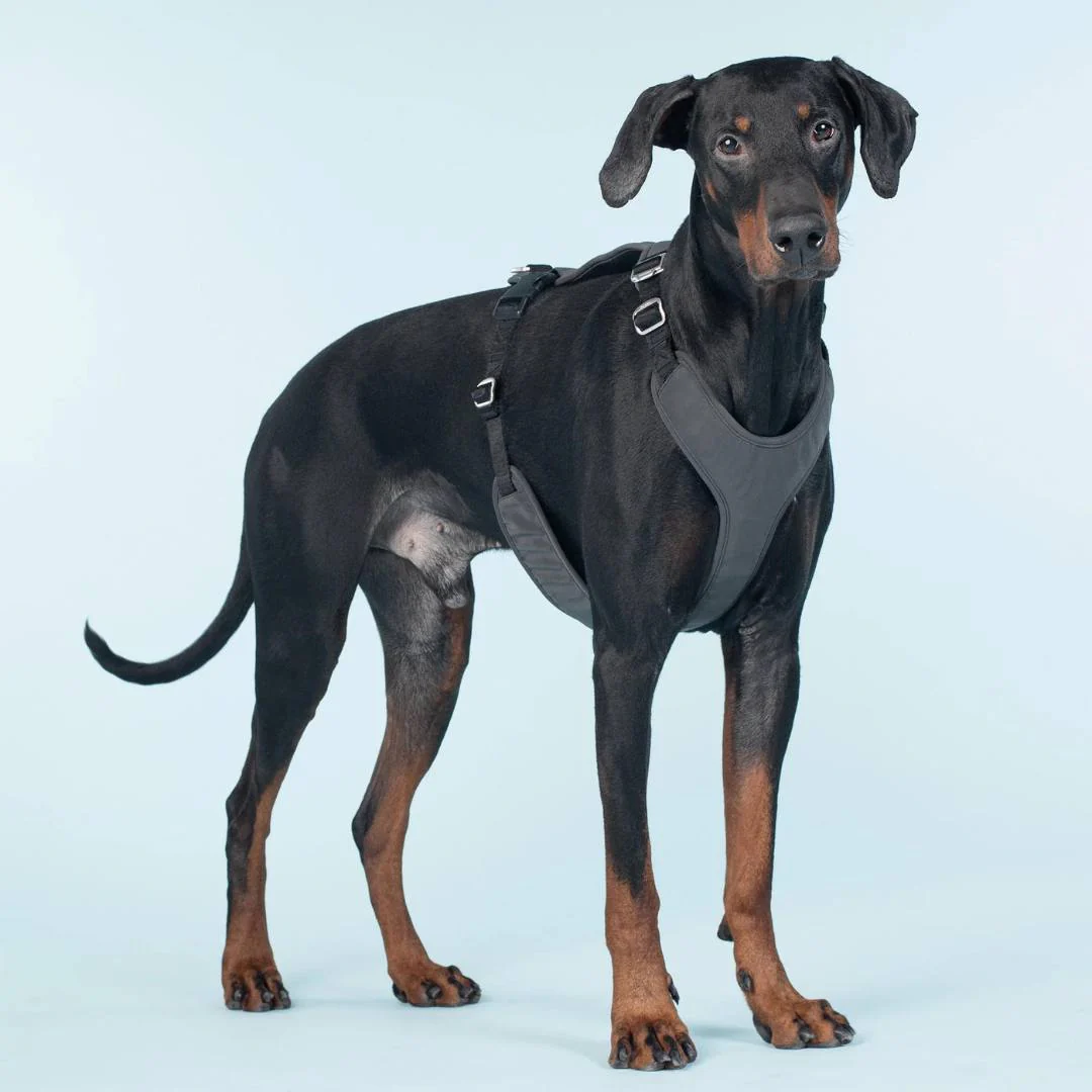 PAIKKA Visibility Harness Sele - Dark - 5