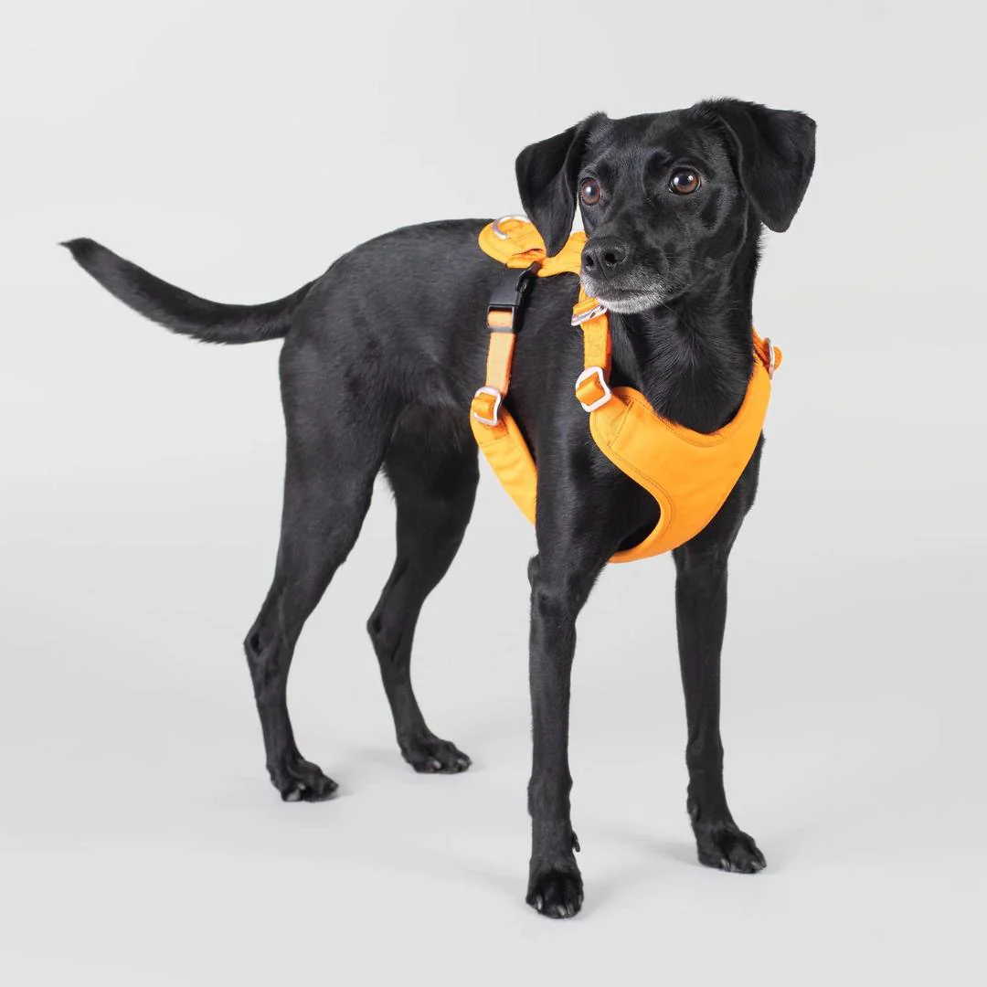 PAIKKA Visibility Harness Sele  S - Orange - 2