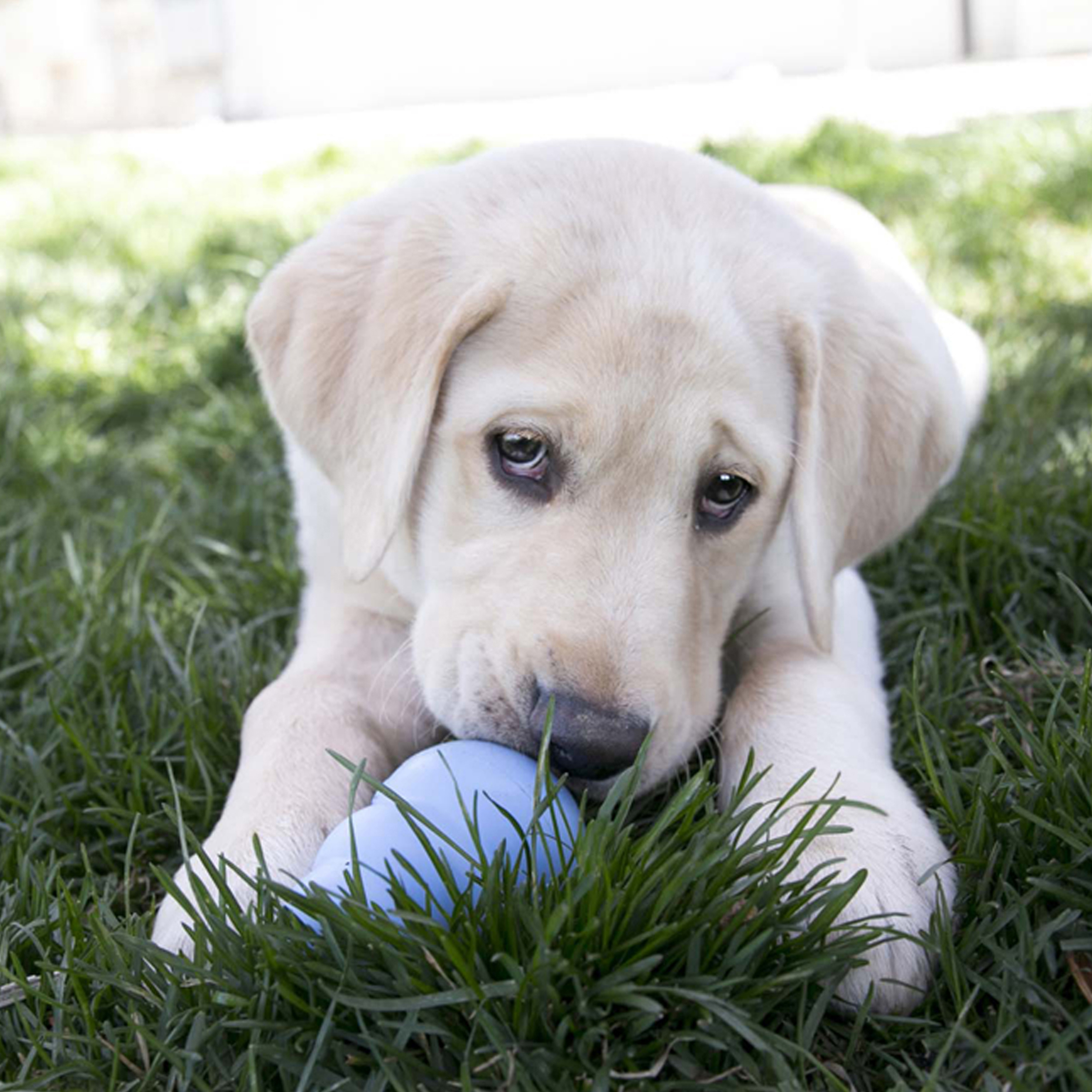 KONG Puppy - 12