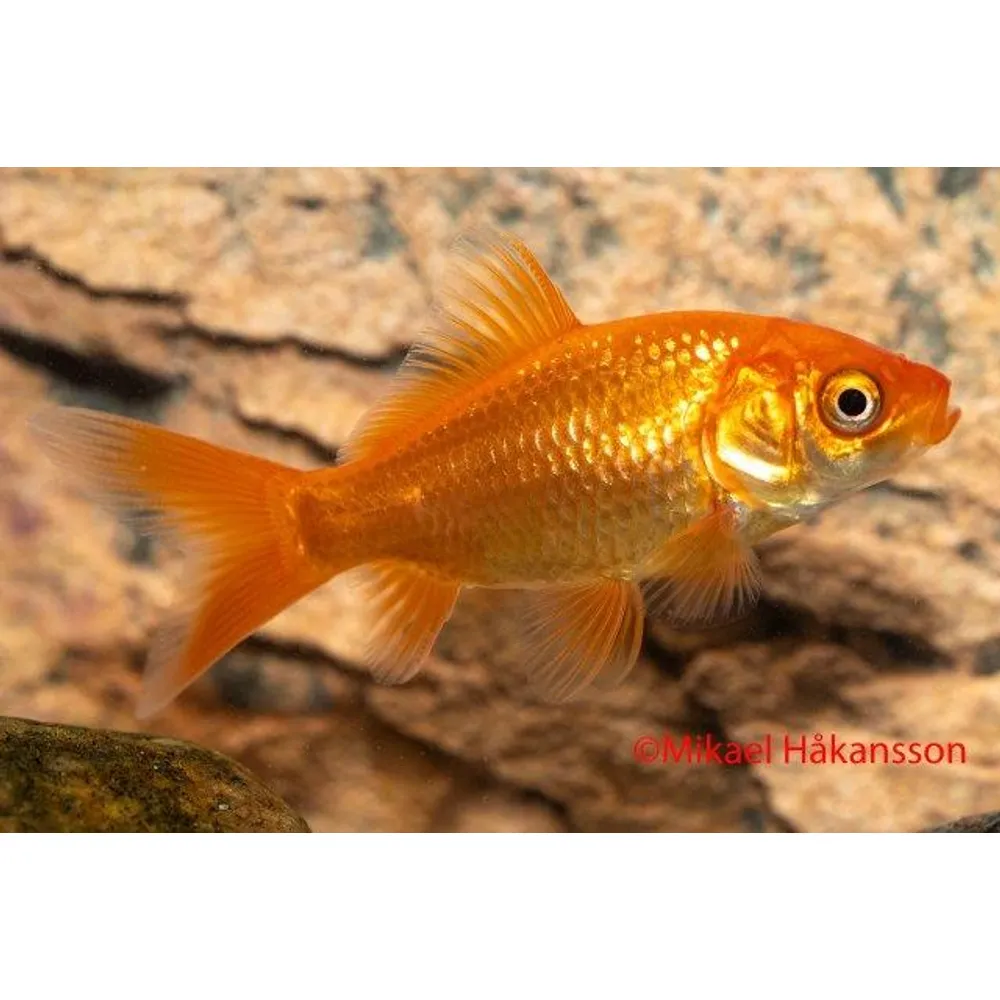 Guldfisk Röd 4-5cm (Carassius auratus)