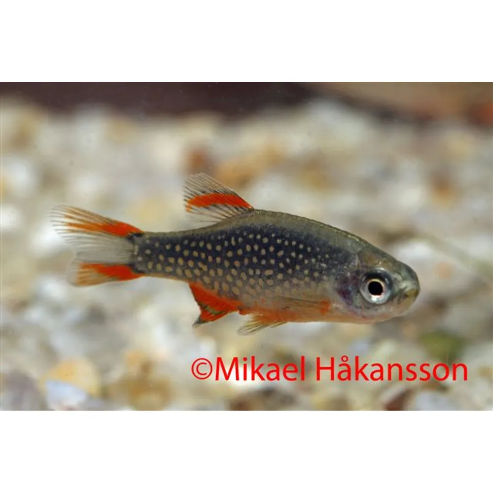 Galaxyrasbora (Danio margaritatus)