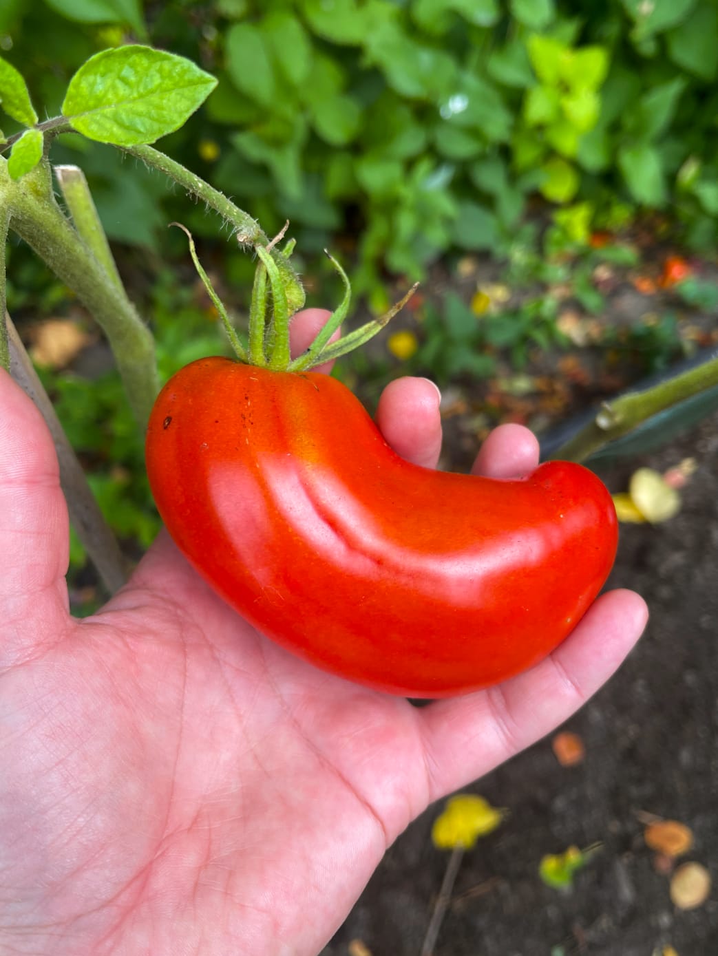 Tomat 'Andine Cornue'