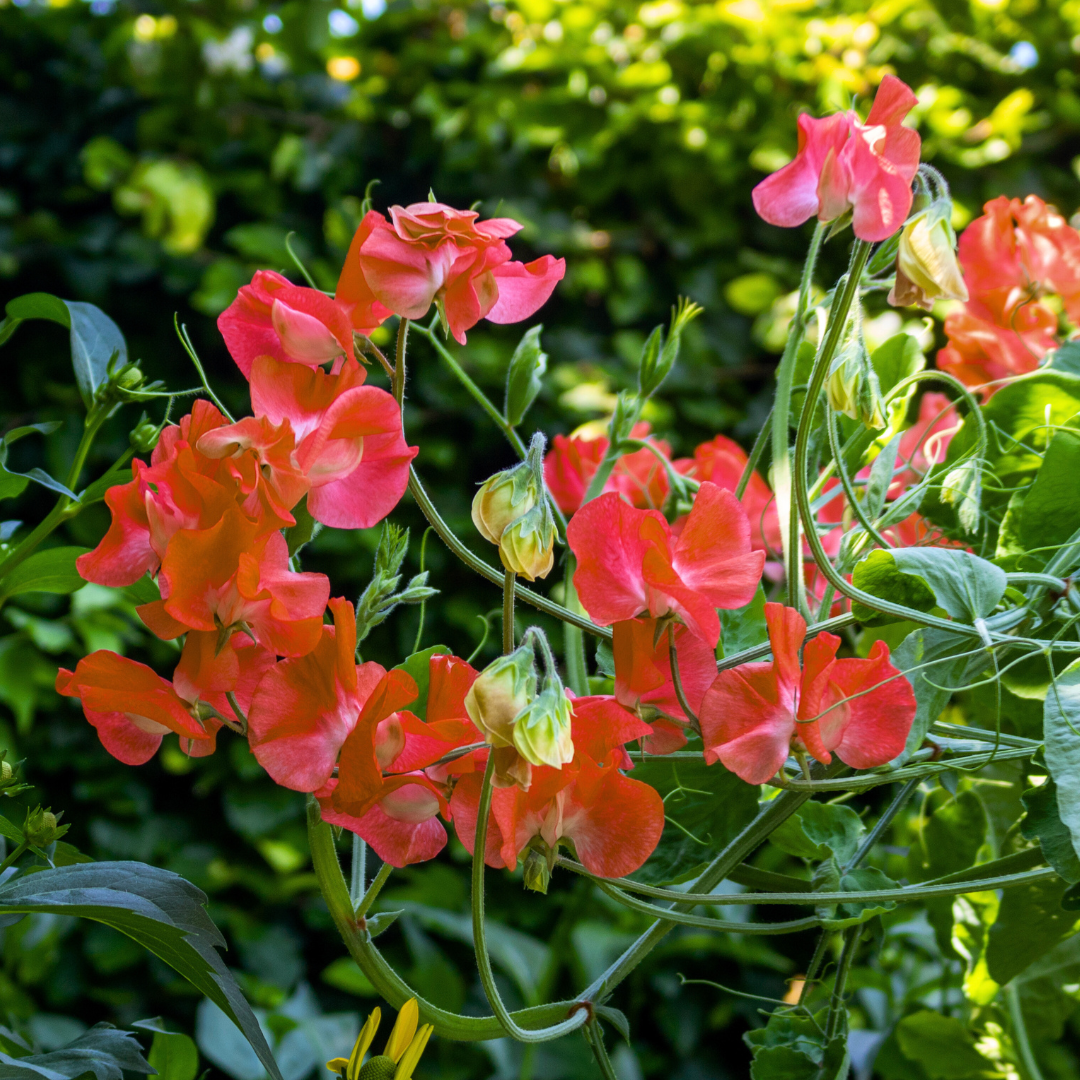 Luktärt - Royal Family Scarlet