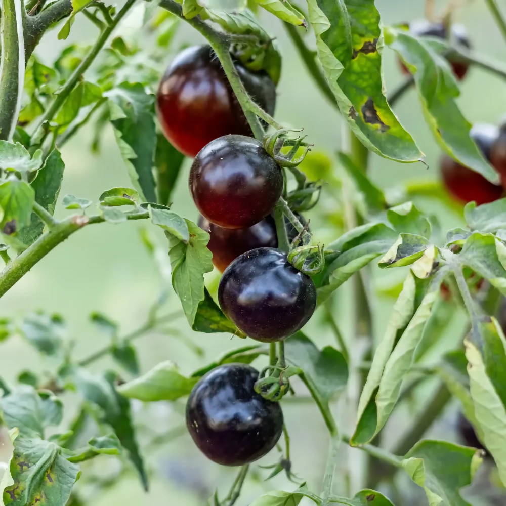 Körsbärstomat 'Black Cherry'