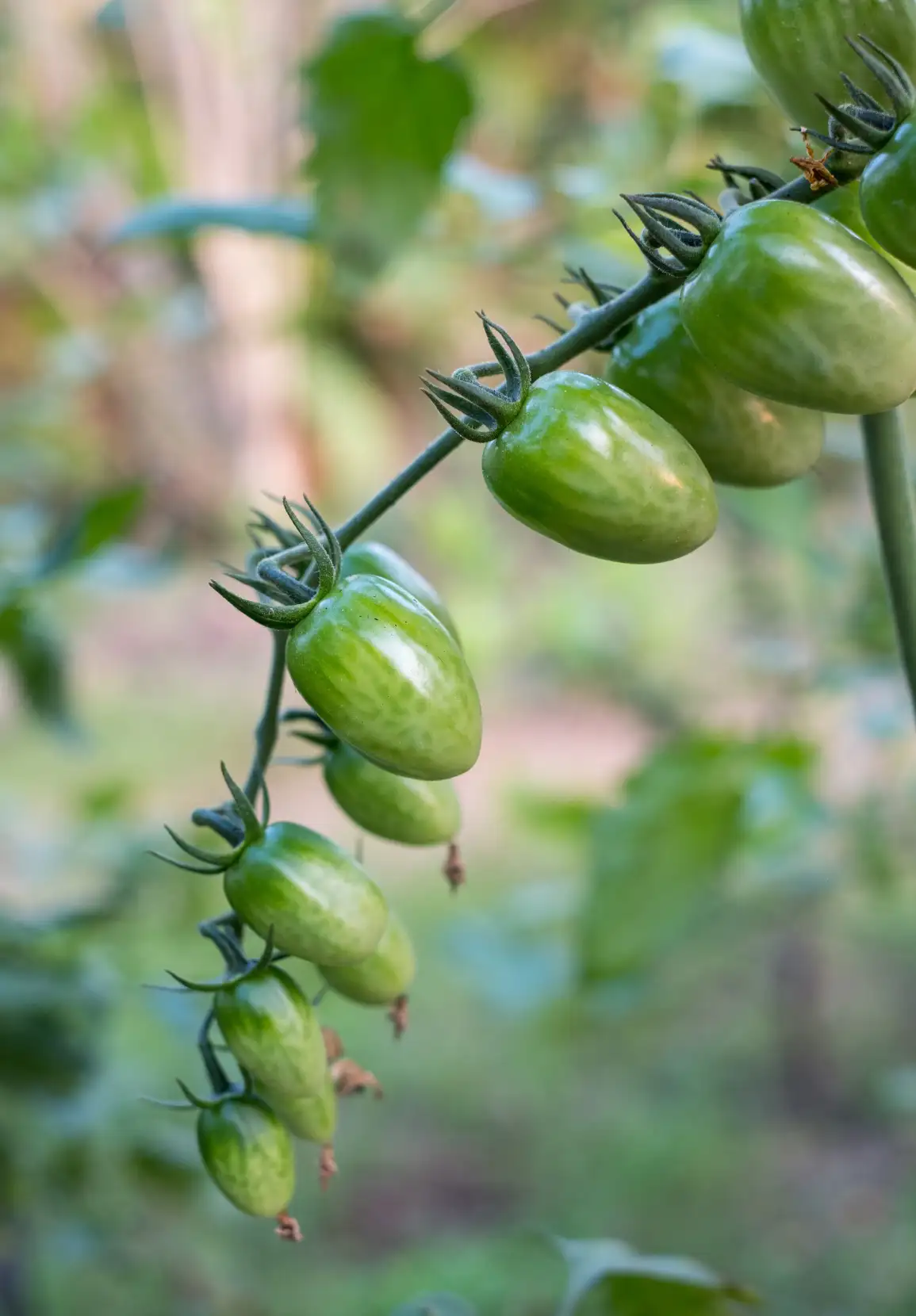 Körsbärstomat 'Green Envy'