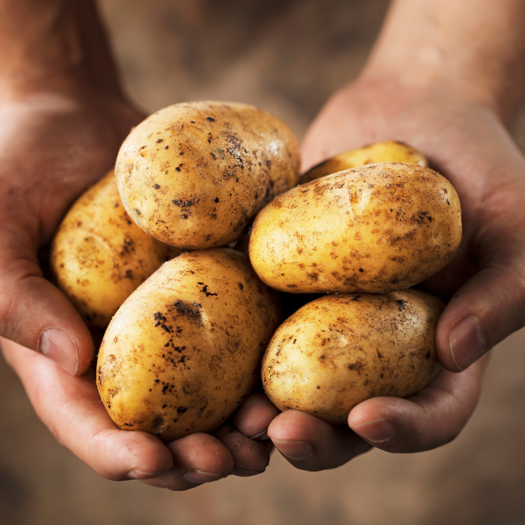 Sättpotatis - Connect 1kg - 3kg