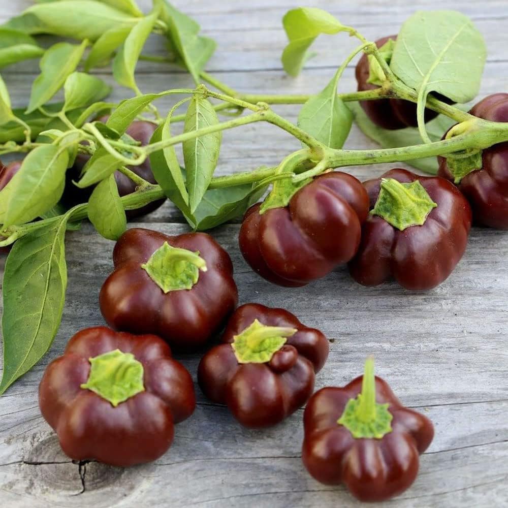 Minipaprika 'Choco Miniature Bell'