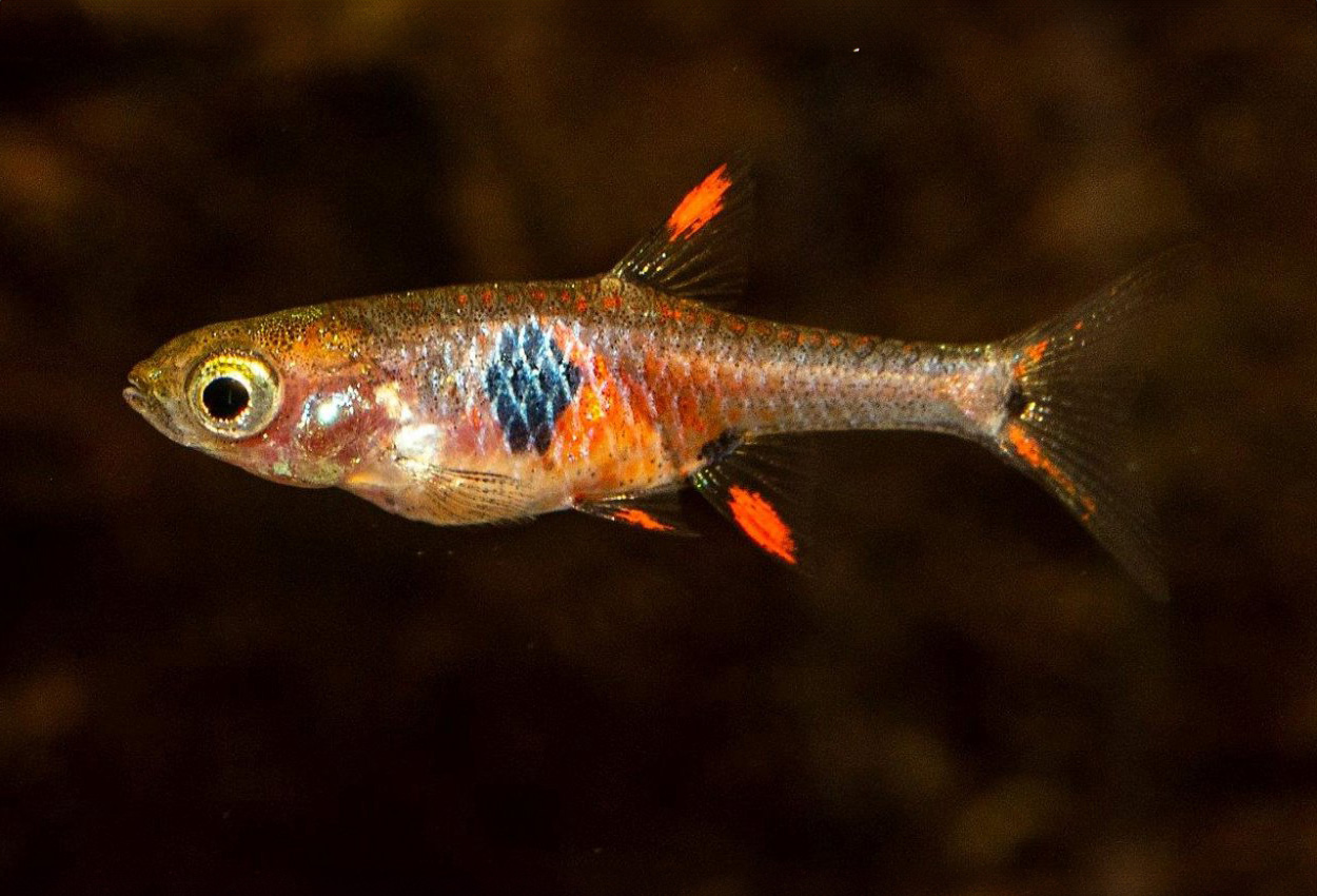 Jordgubbs Rasbora (Boraras naevus)