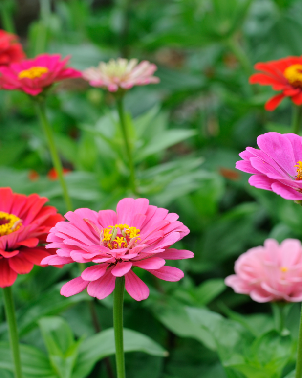 Ekologisk Zinnia - Laura