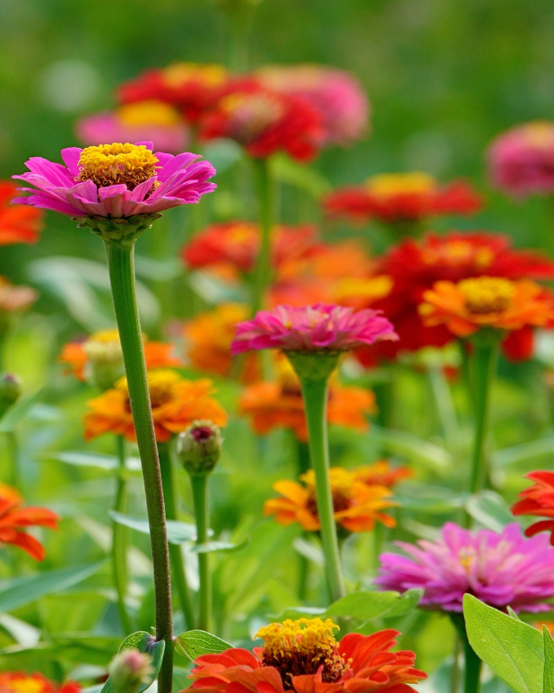 Ekologisk Zinnia - Laura