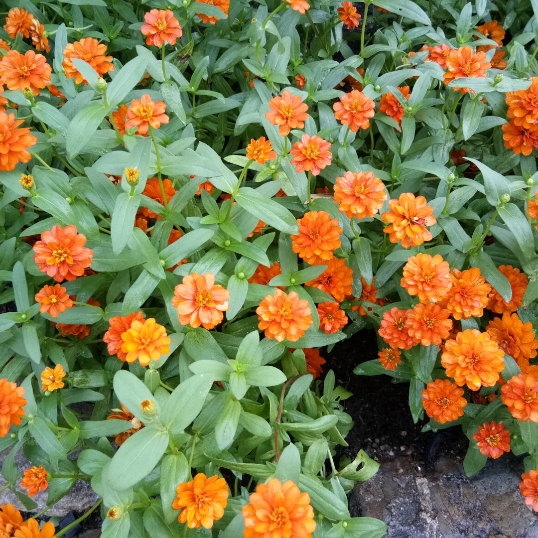 Ekologisk Zinnia - Laura