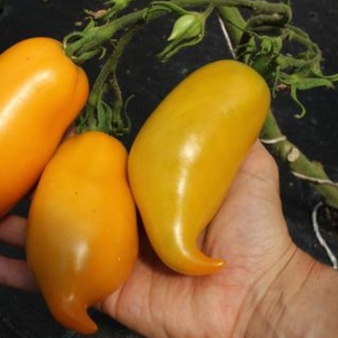 Ekologisk Salladstomat - Buratino