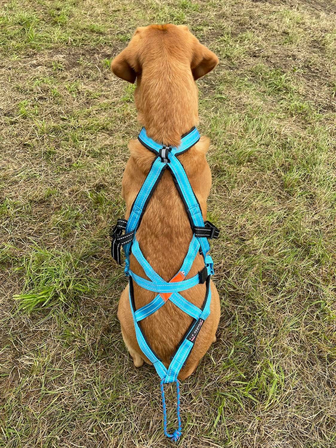 VIP Combi-Harness
