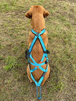 VIP Combi-Harness
