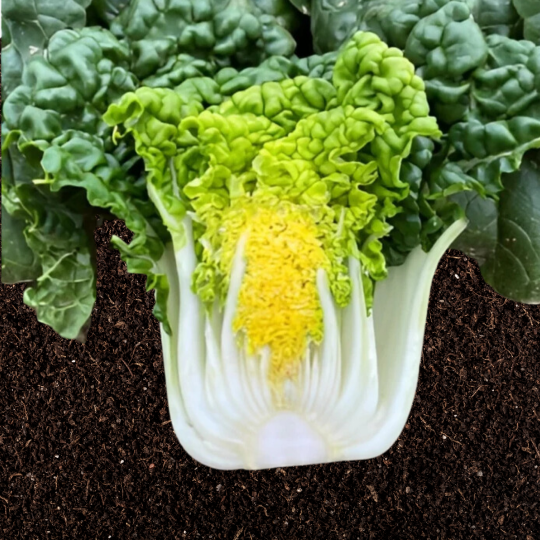 Ekologisk Pak Choi - Golden Heart