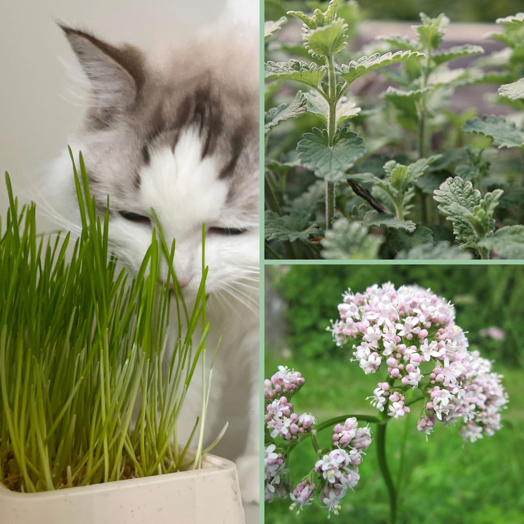 vänderot, kattgräs och kattmynta