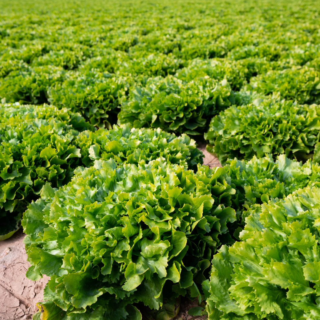 Ekologisk Endivesallat - Géante Maraîchère
