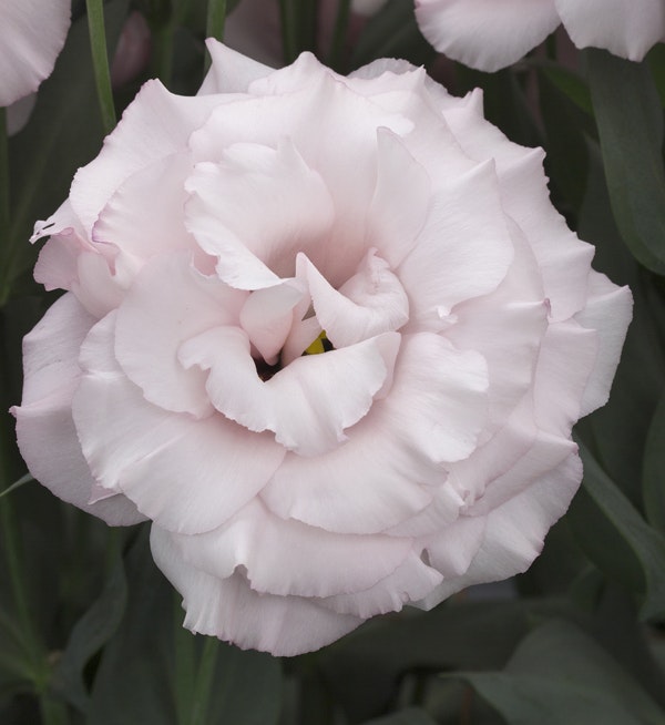 Ljusrosa prärieklocka
