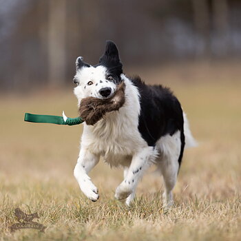 Bungee Treat Tug Beaver  M