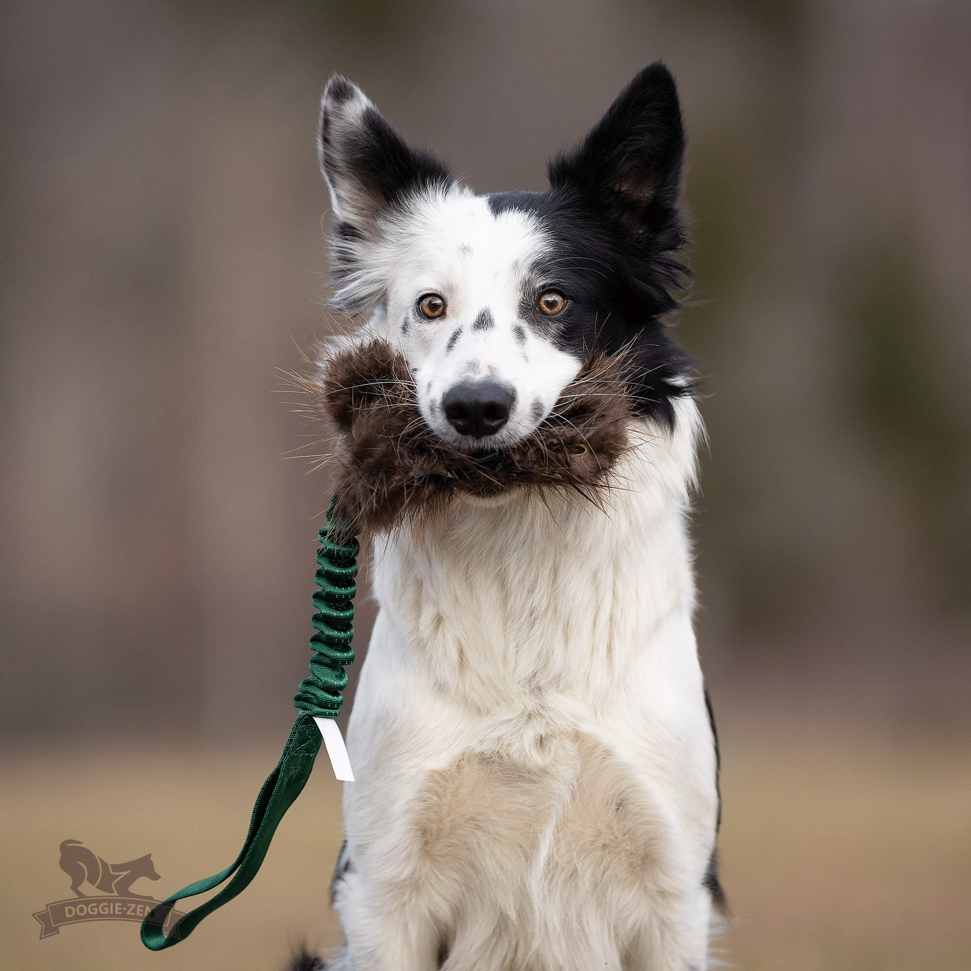 Bungee Treat Tug Beaver  M