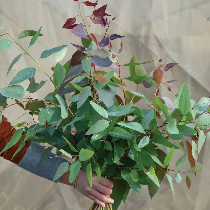 Eucalyptus Tereticornis bukett