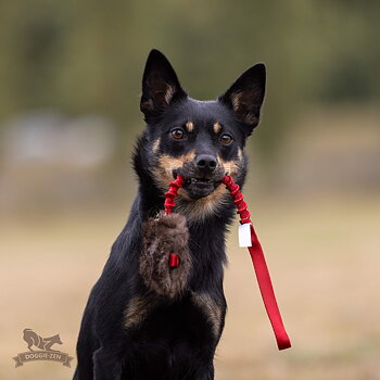 Bungee Treat Tug Beaver  S