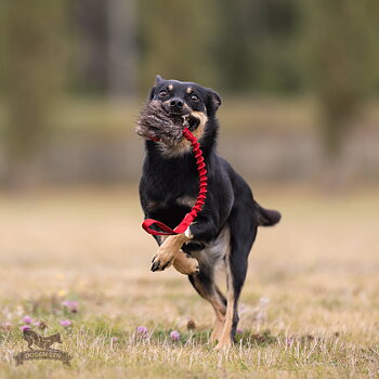 Bungee Treat Tug Beaver  S