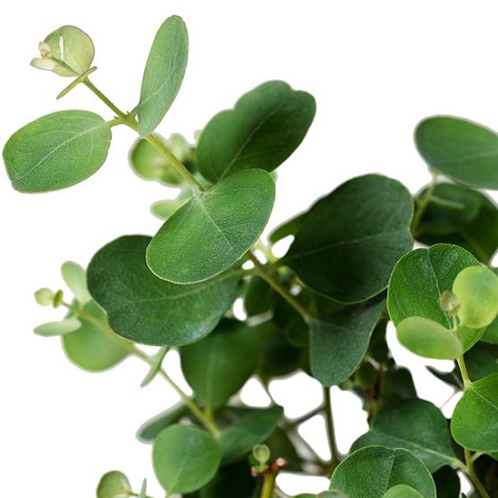 Eucalyptus websteriana