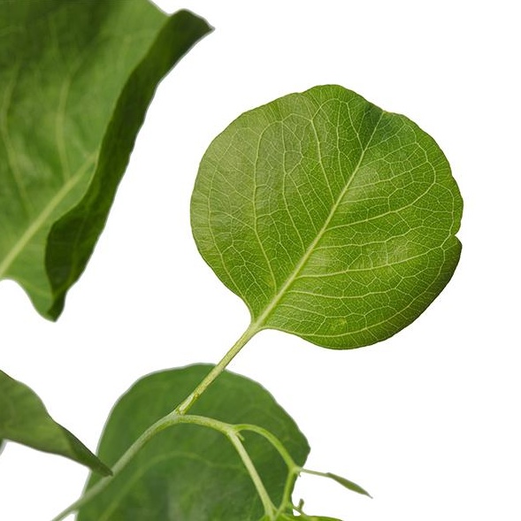 Eucalyptus polyanthemos