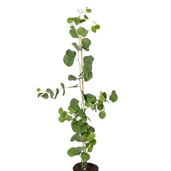 Eucalyptus polyanthemos