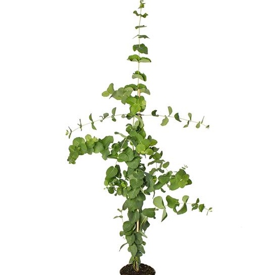 Eucalyptus stuartiana närbild