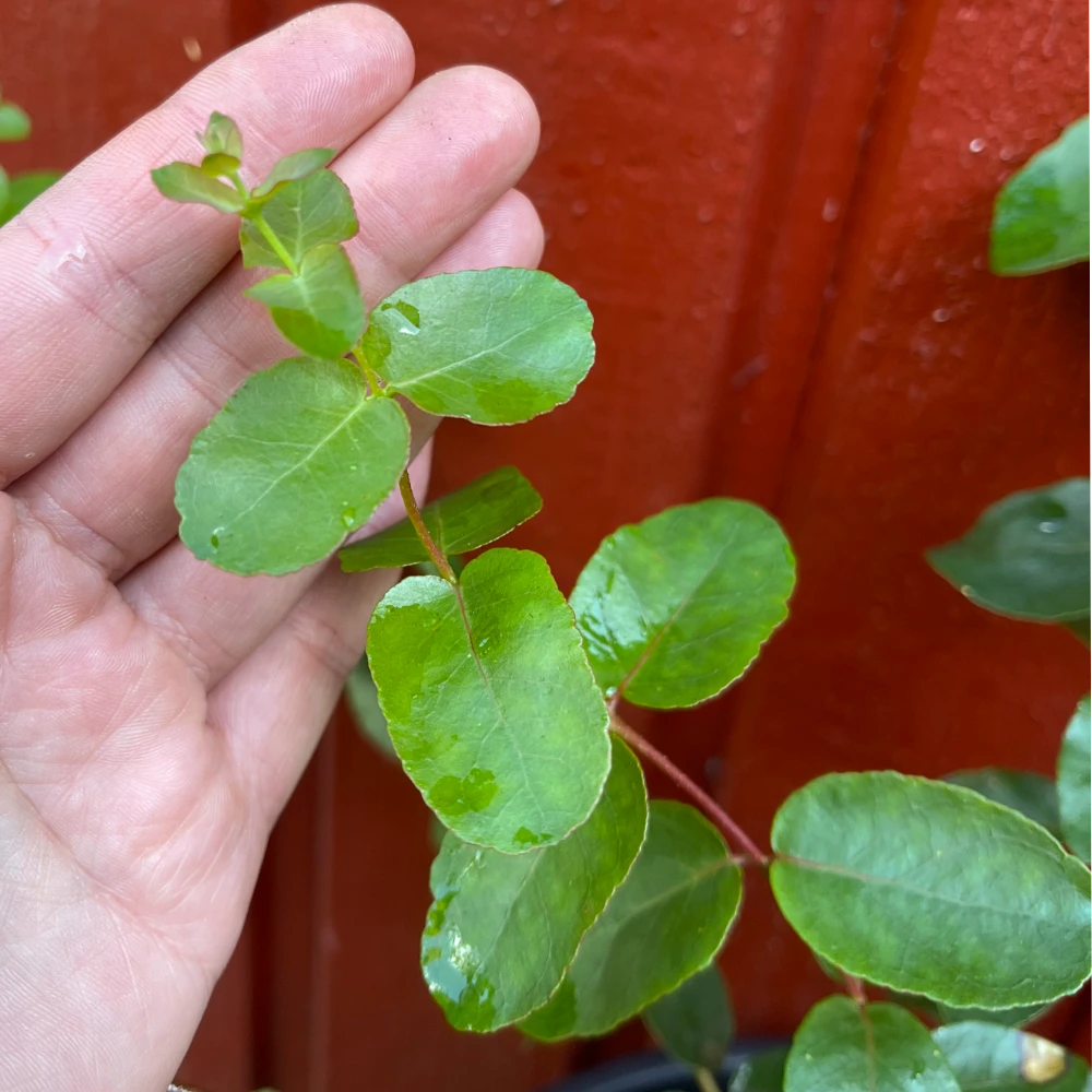 Eucalyptus 'Stuartiana'