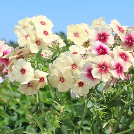 Flox 'Cherry Caramel'