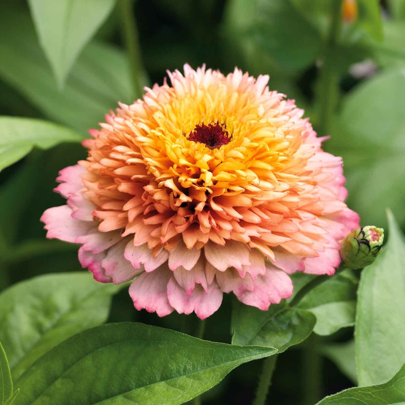 Frön till Zinnia 'Zinderella Peach'