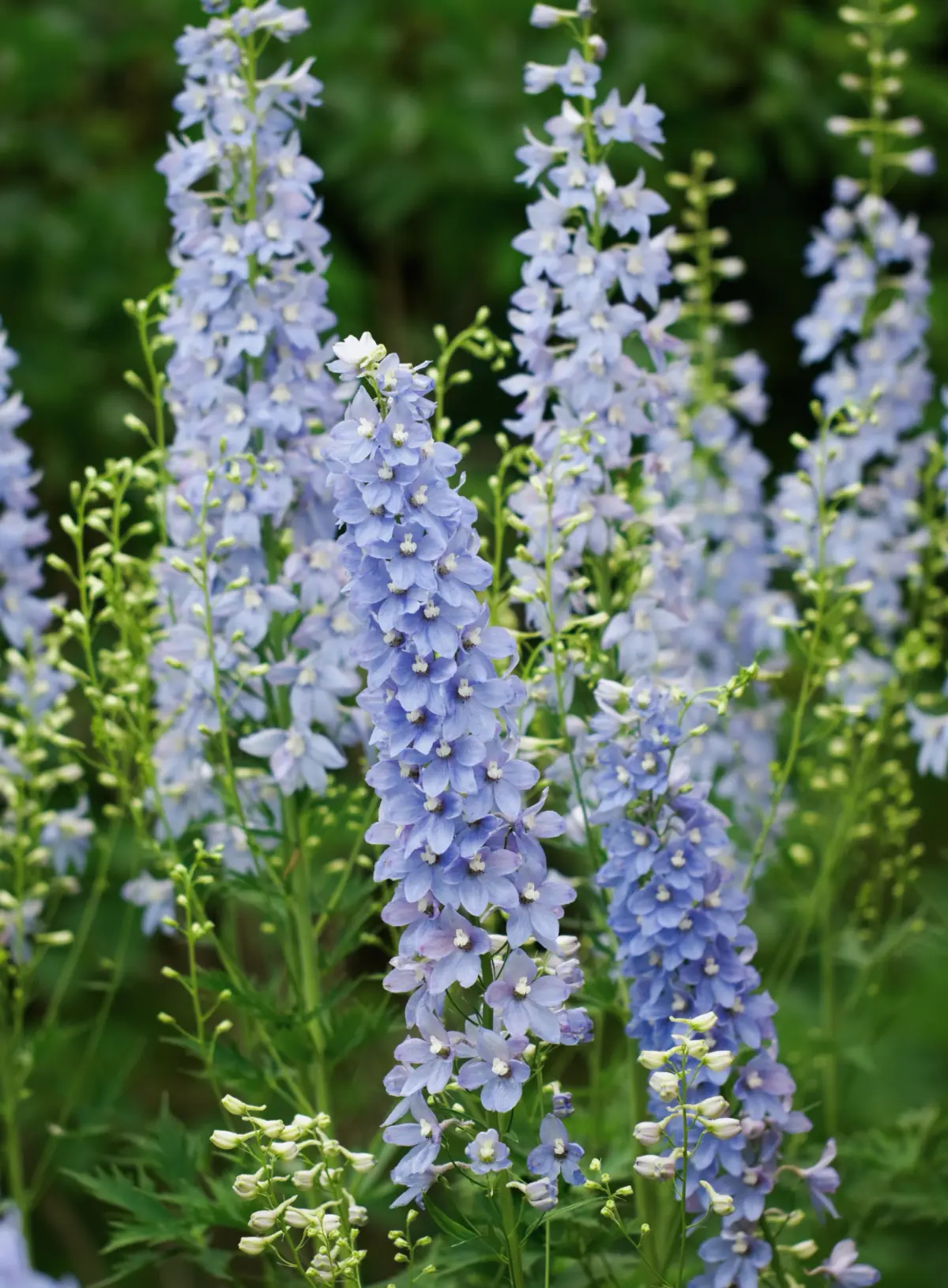 Riddarsporre 'Sky Blue White Bee'