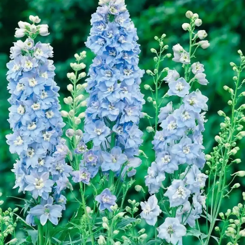 Frö till Riddarsporre 'Sky Blue White Bee'