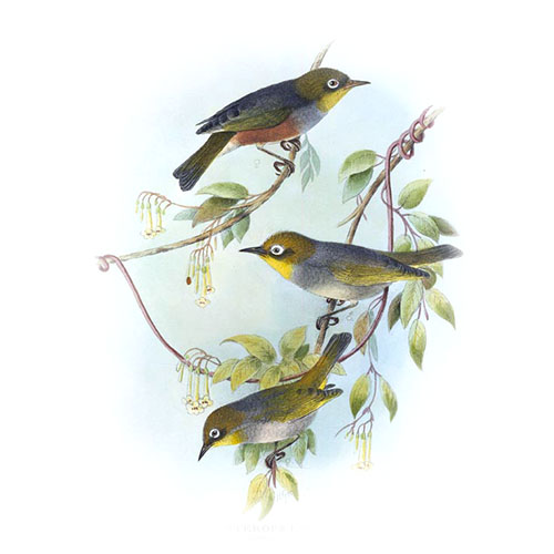 Graumantel-Brillenvogel
