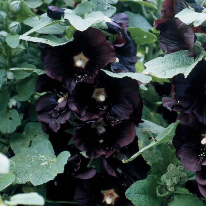 Svart Stockros 'Jet Black'