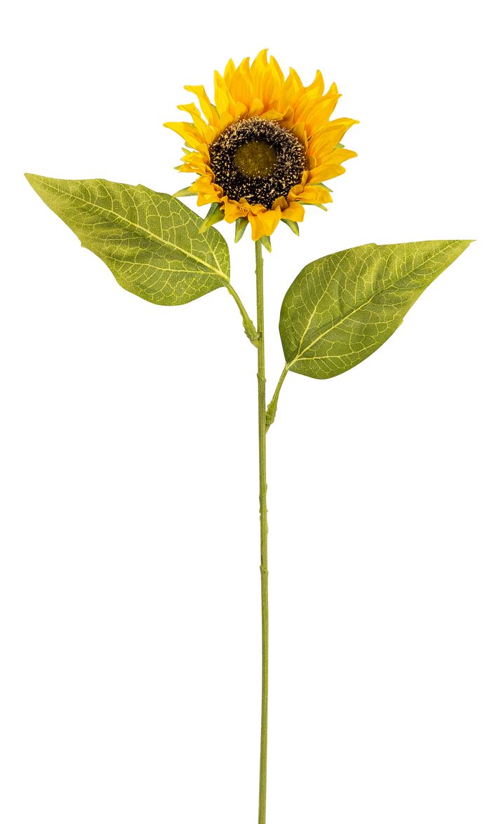 Solros / 65cm