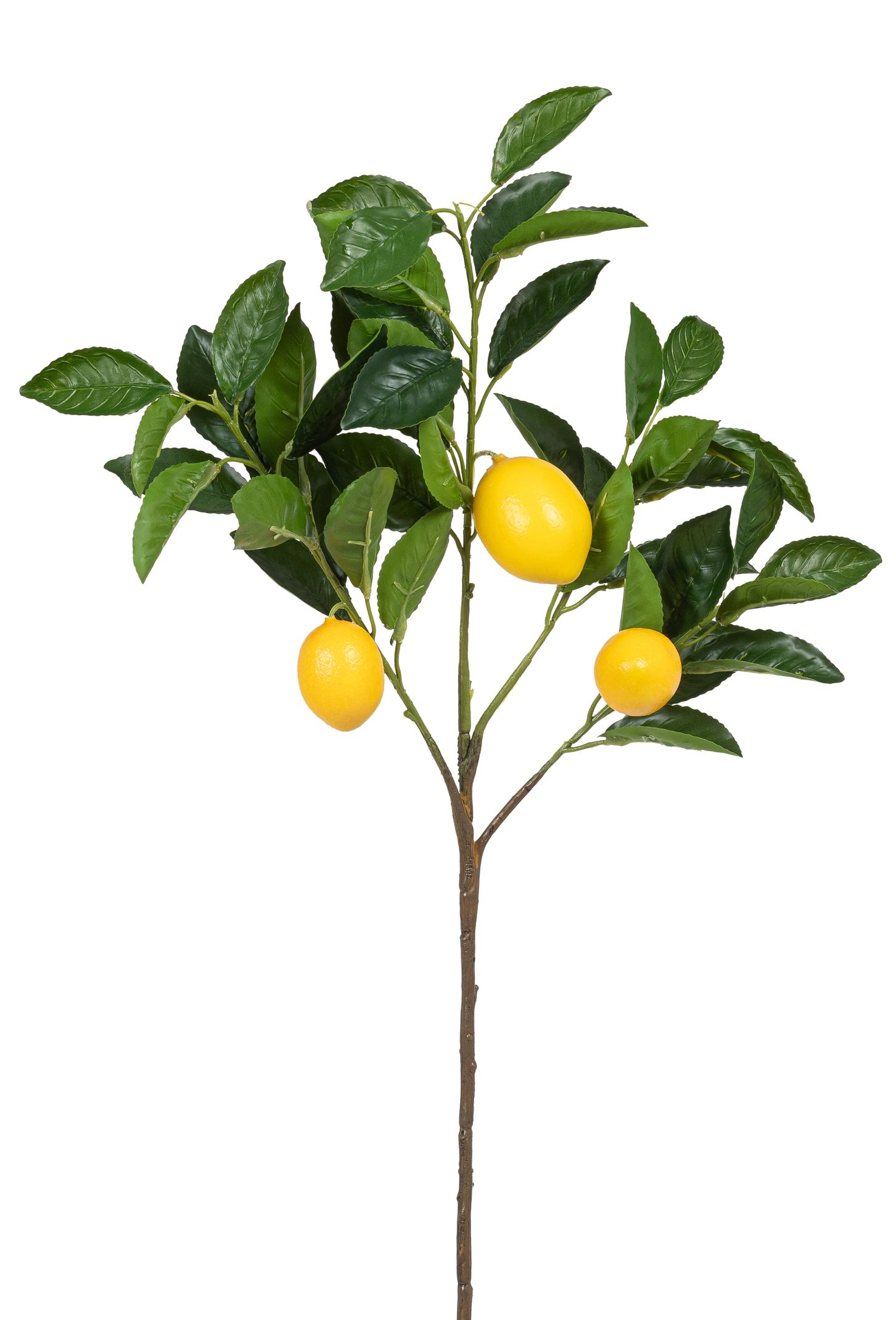 Citron / 70cm