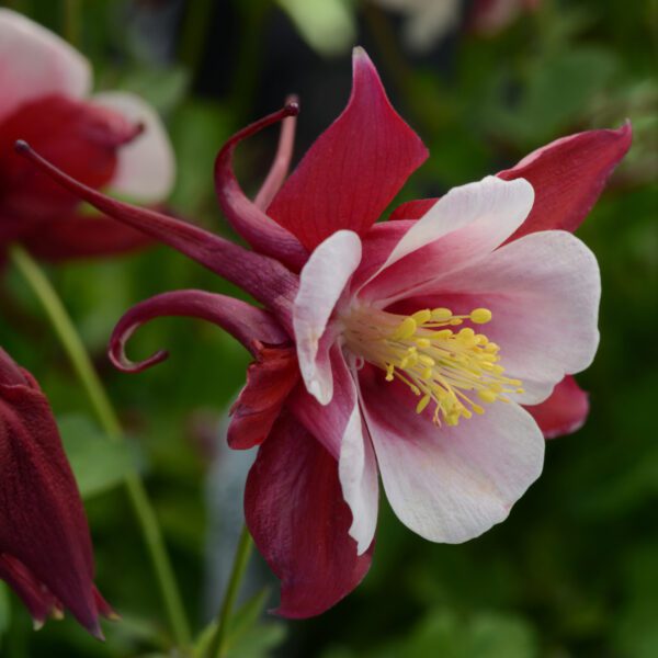En Akleja 'Earlybird Red White'