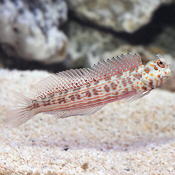 Blenniella chrysospilos (reef safe with caution)
